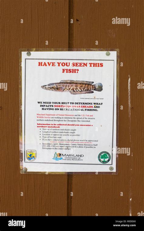 Invasive species poster for Northern Snakehead fish (Channa argus ...