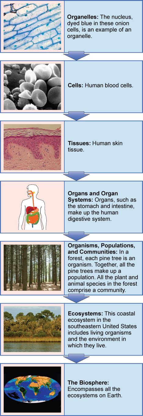 Themes and Concepts of Biology · Biology