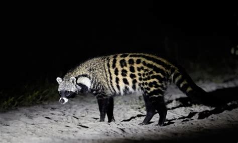 How Big Are Civets ? - Worldwide Nature