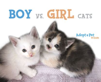 Category: Boy Vs. Girl