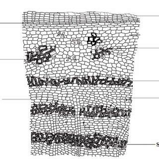 Traditional uses of H. antidysenterica bark | Download Scientific Diagram