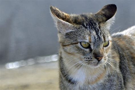 What Causes Seizures in Older Cats? | Canna-Pet®