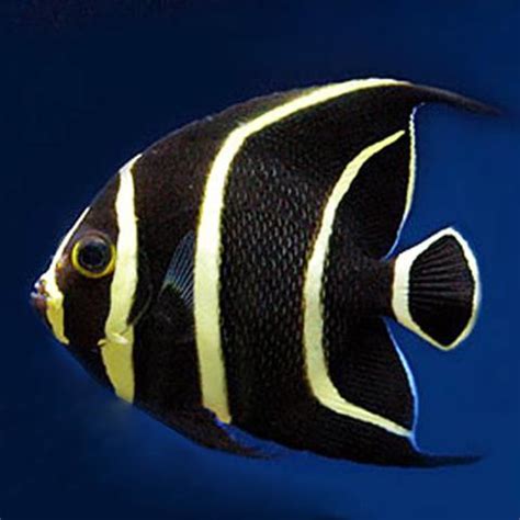 French Angelfish Juvenile Fast Professional service Abyss