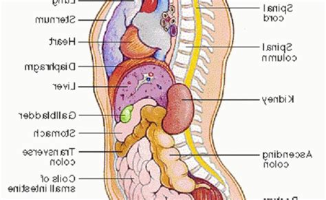 Human Organs In The Bpody From A Back View : World's Best Human Anatomy Organs Back View Stock ...