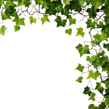 Green Leaves Ivy Border Isolated, Summer, Botany, Garden PNG Transparent Image and Clipart for ...