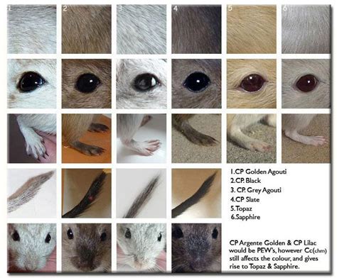 Coat Colour Reference Guide | Pet rodents, Gerbil, Cute hamsters