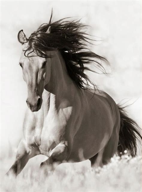 68 best Galloping Horses images on Pinterest | Beautiful horses, Equine ...