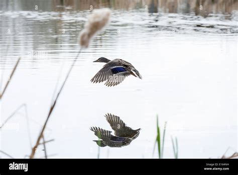 Flying female mallard duck Stock Photo - Alamy