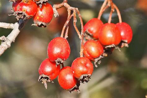 East Gwillimbury CameraGirl: Hawthorn Berries/ Macro Monday