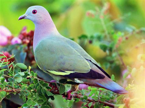 Pink-necked Green-Pigeon - eBird