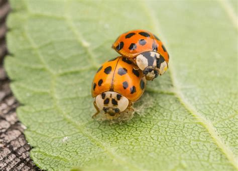 How to Tell the Difference Between Good and Bad Ladybugs