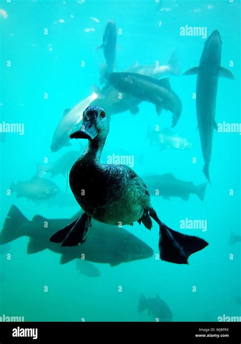 Duck Swimming Underwater High Resolution Stock Photography and Images ...