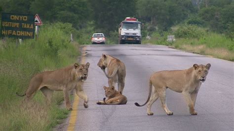 Pride of LIONS crossing the road - Mikumi National Park, Tanzania - YouTube