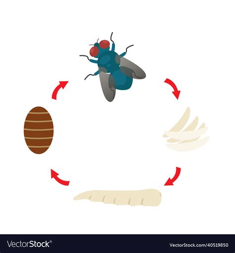 Life Cycle Of A Housefly