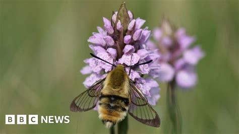 Rare narrow-bordered bee hawk-moth spotted at new sites