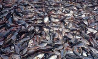 Overfishing: Overfishing: What is it?