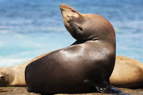 Sea Lion | San Diego Zoo Animals & Plants