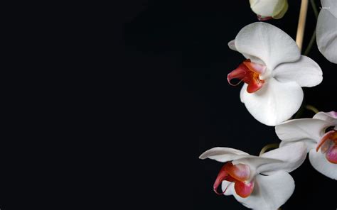 Orchids [3] wallpaper - Flower wallpapers - #8698