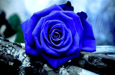 Galería de imágenes: Rosas azules