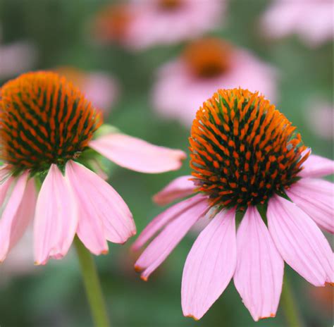 Purple Coneflower (Echinacea purpurea) Seeds – Heirloom Seeds by ...