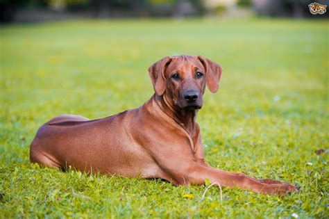 The Genetics Of The Rhodesian Ridgeback Dog’s Ridge | Large dog breeds, Rhodesian ridgeback dog ...