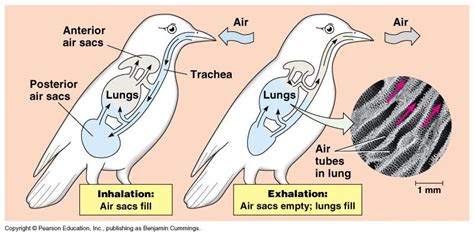 Avian Breathing System | Biology