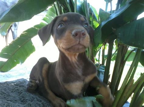 Doberman cafe | Perros doberman, Perros negros, Animales adorables