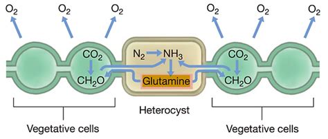 Heterocyst | scientist-site