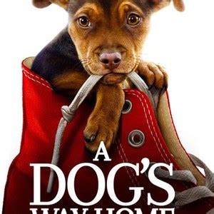 A Dog's Way Home - Rotten Tomatoes