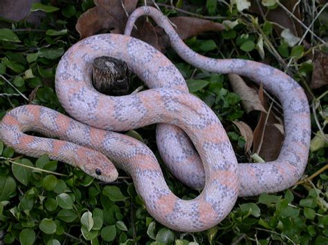 Orchid Cornsnake - Ians Vivarium