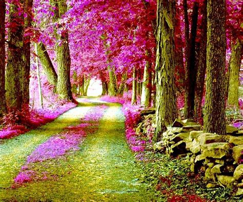 Pink forest | Spring tree, Tree forest, Tree wallpaper