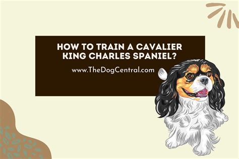 How to Train a Cavalier King Charles Spaniel? | The Dog Central