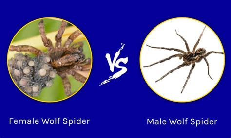 Female Wolf Spider vs Male Wolf Spider: What Are Their Differences? - A ...