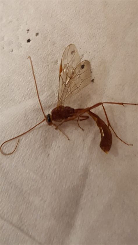 Ichneumon Wasp - PEST CONTROL CANADA