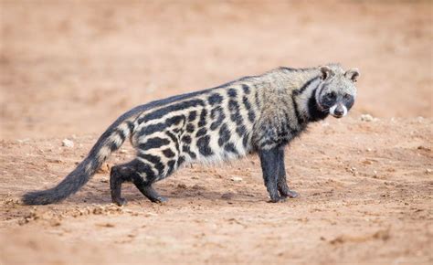 Civet ~ Detailed Information | Photos | Videos