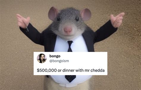 A Mouse Called Mr Chedda, And This Week's Other Best Memes, Ranked | Digg