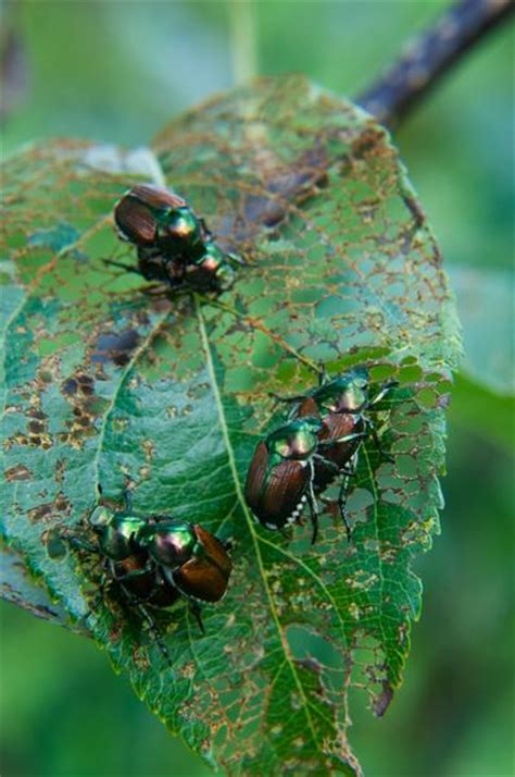 Japanese Beetle | NC State Extension Publications