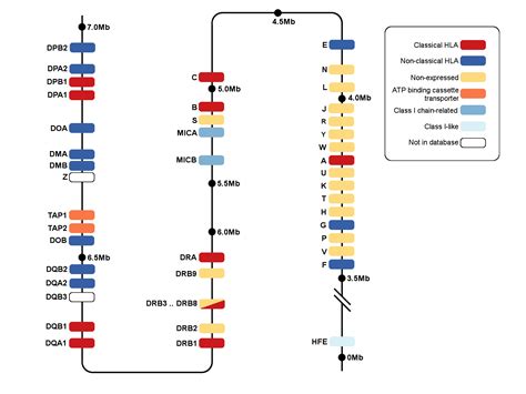 HLA Nomenclature @ hla.alleles.org