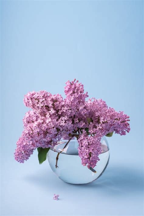 Lilac Flowers in a Glass Vase · Free Stock Photo