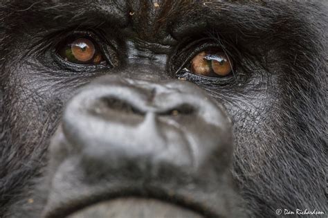 Gorilla eyes | Kate on Conservation