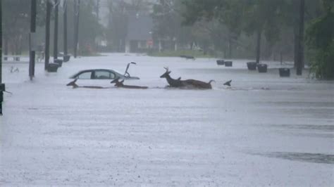 Jacksonville, North Carolina, United States of America: Deer herd ...