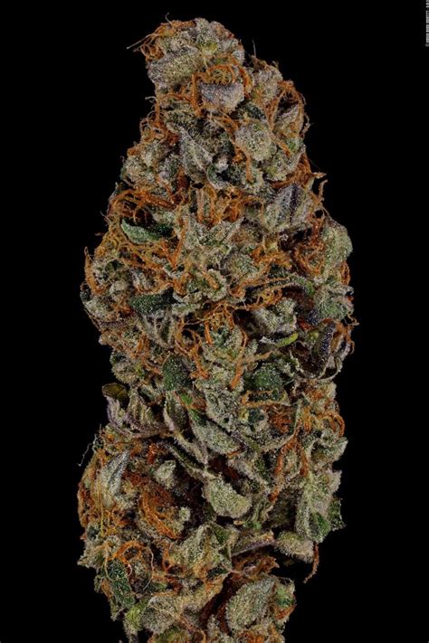 Kush Mintz Grow Report – Barneys Farm