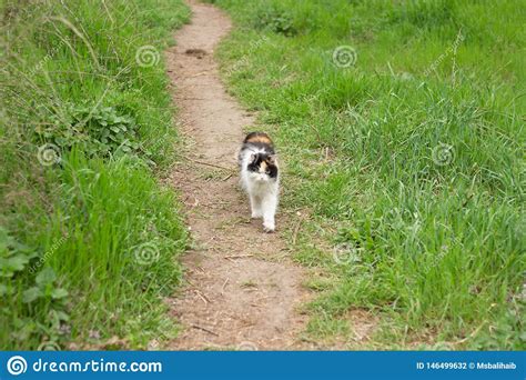 Fluffy Wild Cat Red-black-white Walks on the Grass in the Forest Stock Photo - Image of ...