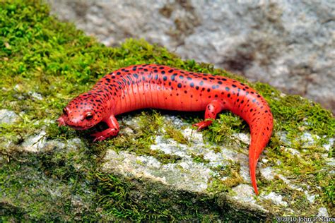 Red salamander - Alchetron, The Free Social Encyclopedia