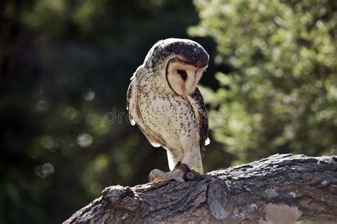 Lesser Sooty Owl Portrait Tyto Multipunctata Stock Photo - Image of ...