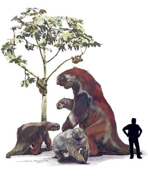 Ancient molecules reveal surprising details on origins of ‘bizarre' sloths | Science | AAAS