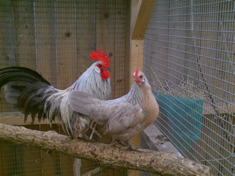 Dutch Bantam For Sale | Chickens | Breed Information | Omlet