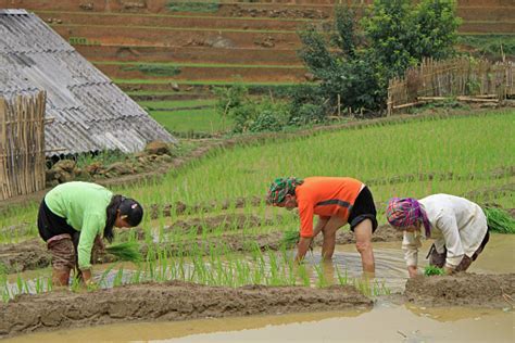 People Are Harvesting The Paddy Field Stock Photo - Download Image Now - iStock