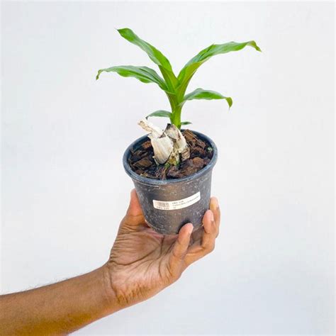 Buy Catasetum Orchids Online | Orchid-tree.com – Orchid-Tree