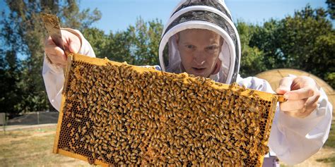 Honey Bees Need Veterinarians Too - UC Davis Western Institute for Food Safety and Security